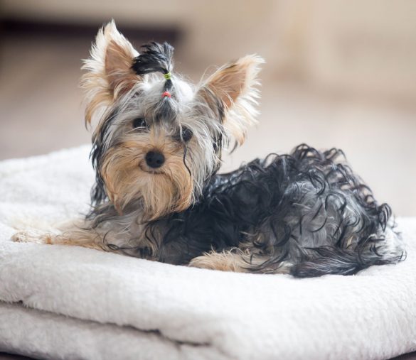 Kleines Hündchen in einem kuscheligen Hundebett.