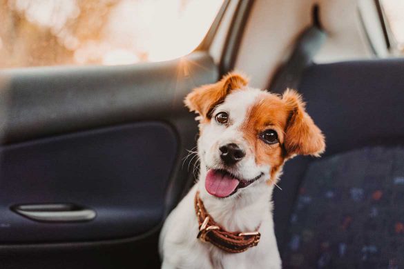 Kleiner Hund mit einem Leder Hundehalsband.