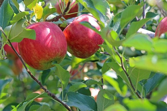 Obstpflücker - spielend leicht Obst vom Baum holen